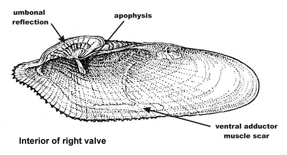 Internal view of right valve