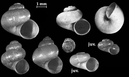 Valvata picinalis shells