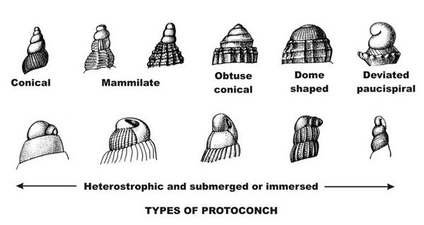 Diagrams of types of protoconchs of gastropod shells