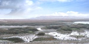 saltmarsh