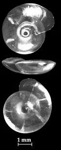 Segmentina nitida