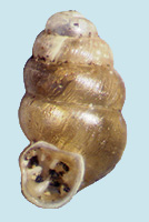 Click here to continue Sinistrally coiled Vertigo