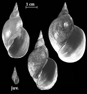 Lymnaea stagnalis