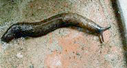Tandonia budapestensis