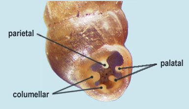 Click to continue identifying Nomenclature of teeth in Vertiginidae