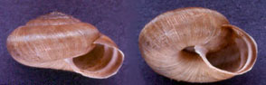Trochulus striolata