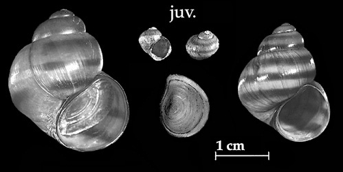 Viviparus viviparus shells with operculum