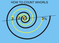 How to count whorls