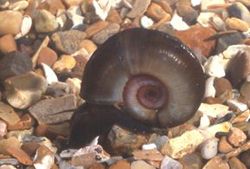 Pond snail will aid identification of freshwater snails